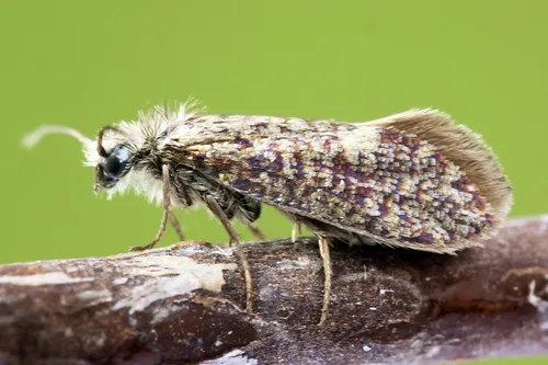 Eriocrania semipurpurella