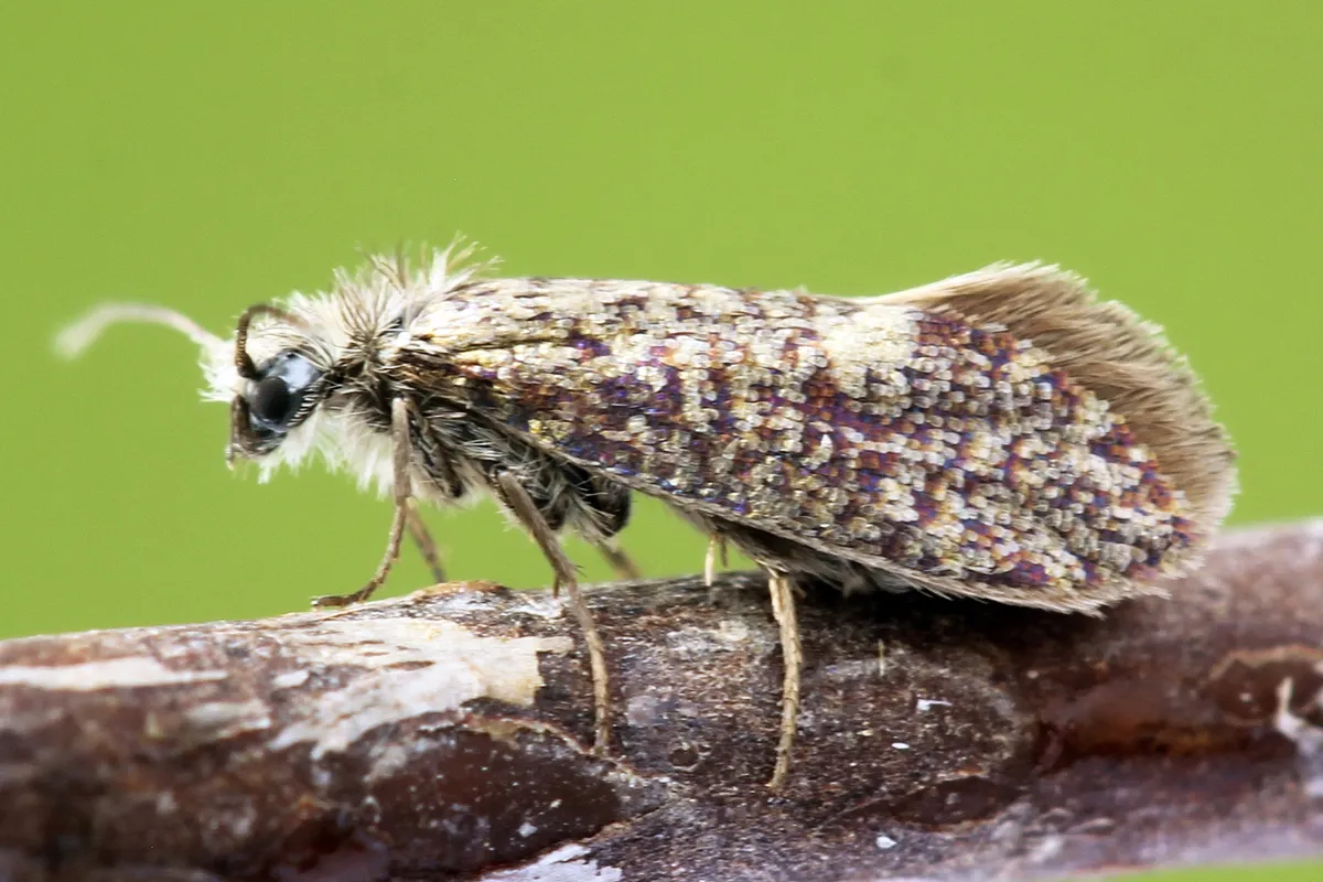 Eriocrania semipurpurella - photo 3