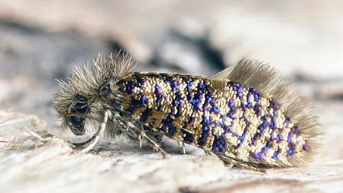 Eriocrania sparrmannella