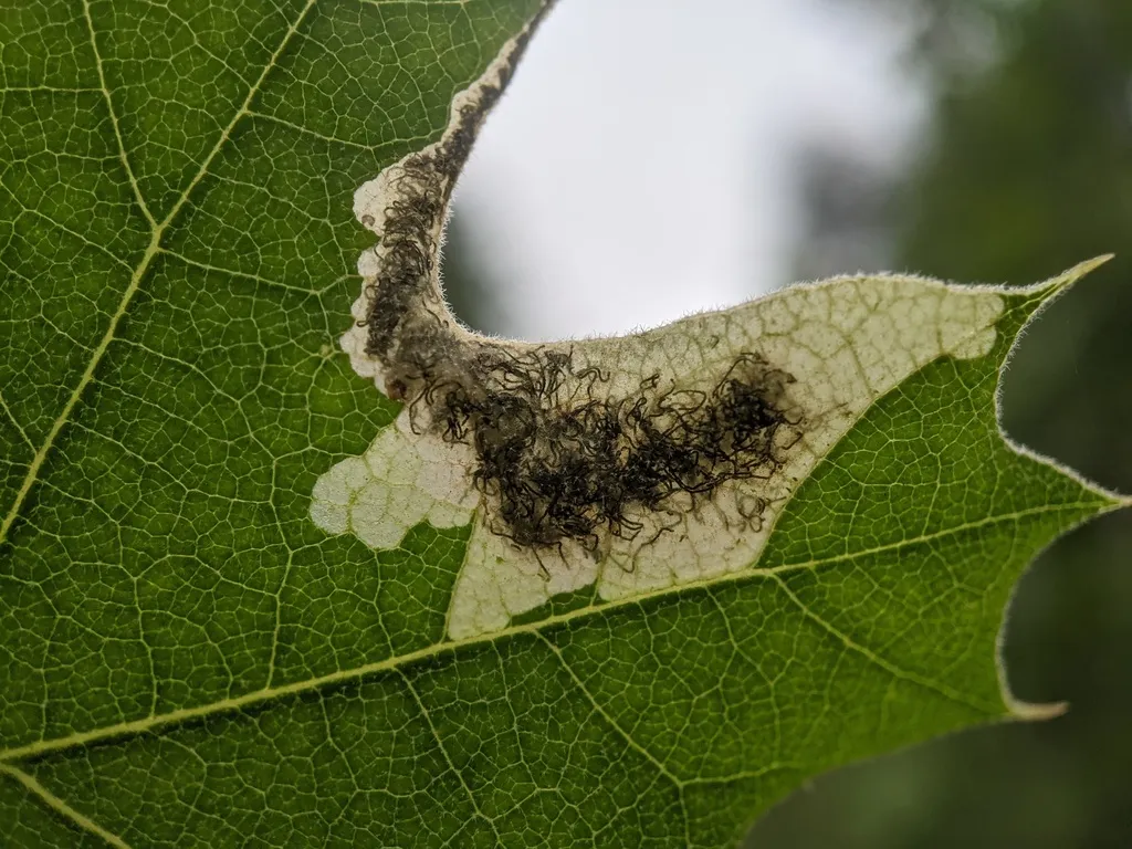 Eriocraniella aurosparsella - Hodges#0007