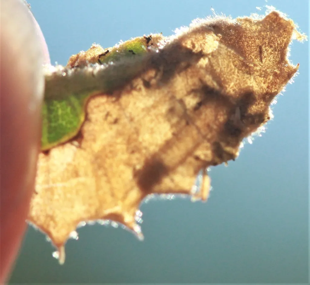 Eriocraniella falcata - photo 2