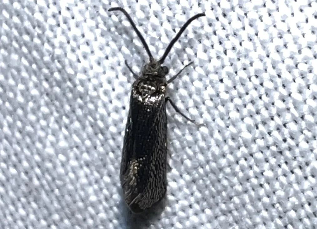 Eriocraniella mediabulla - Hodges#0013.1