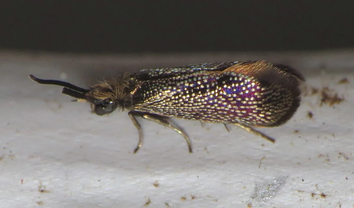 Eriocraniella platyptera - Hodges#0010