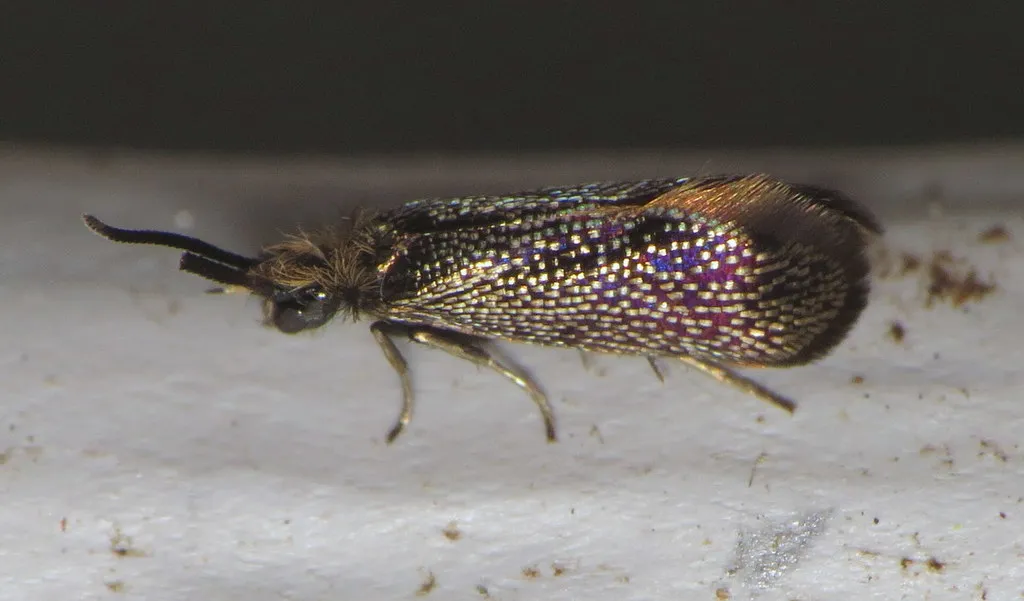Eriocraniella platyptera - Hodges#0010 - photo 3