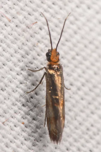 Eriocraniella variegata - Hodges#0011