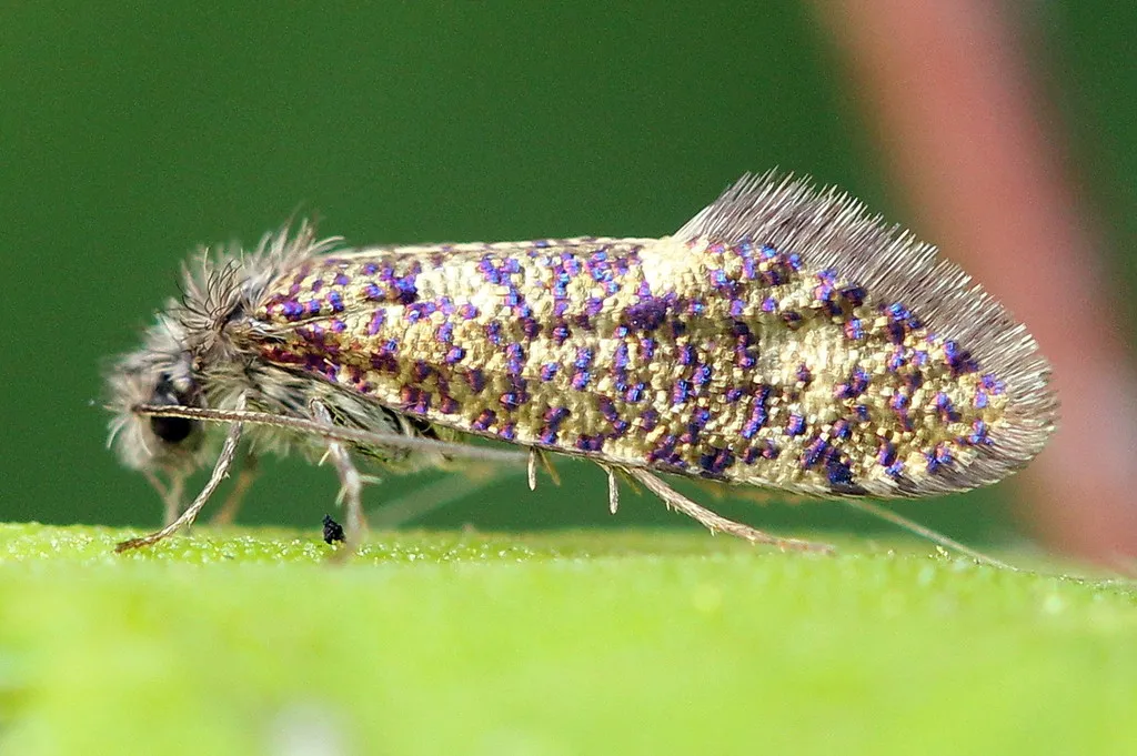 Eriocraniid Moths - photo 2