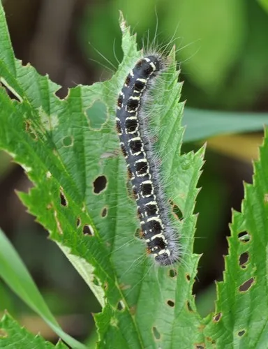 Small Eggar - photo 4