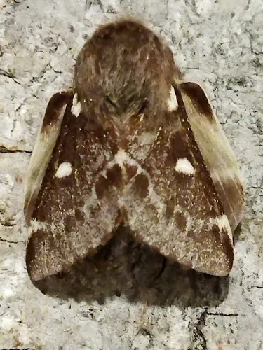 Small Eggar - photo 5