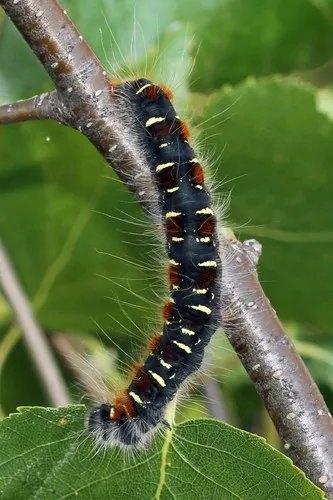 Small Eggar - photo 6