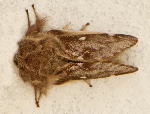 Small Eggar - photo 7