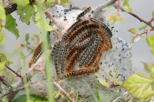 Small Eggar - photo 8