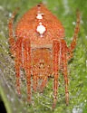 Eriophora edax