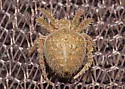 Eriophora edax - photo 2