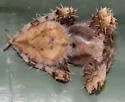 Eriophora edax - photo 3