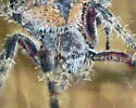 Eriophora edax - photo 4