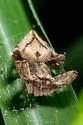 Eriophora edax - photo 5