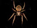 Eriophora ravilla