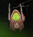 Eriophora ravilla - photo 2