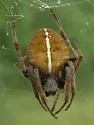 Eriophora ravilla - photo 4
