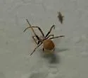 Eriophora ravilla - photo 5