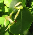 Eriophyes cerasicrumena