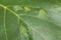 Eriophyes leiosoma