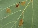 Eriophyes leiosoma - photo 2