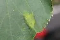 Eriophyes leiosoma - photo 4
