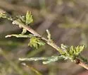 Scalebroom Bud Mite