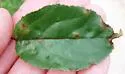 Apple Leaf Blister Mite