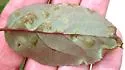 Apple Leaf Blister Mite - photo 2