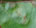 Apple Leaf Blister Mite - photo 3