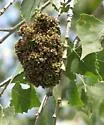 Cottonwood Catkingall Mite
