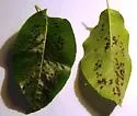 Eriophyes pyri