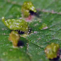 Eriophyes tiliae