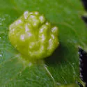 Eriophyes tiliae - photo 2