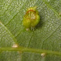 Eriophyes tiliae - photo 3