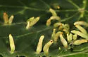 Eriophyes tiliae - photo 4