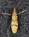 Erioptera armillaris