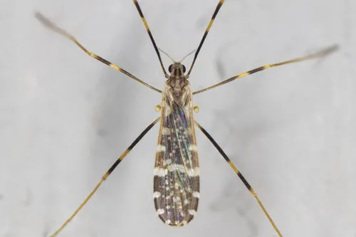 Erioptera caliptera - photo 2