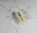 Erioptera chlorophylla
