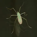 Erioptera chlorophylla - photo 2
