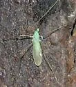 Erioptera chlorophylla - photo 3