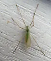 Erioptera chlorophylla - photo 4