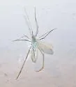 Erioptera chlorophylla - photo 5