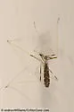 Erioptera distincta