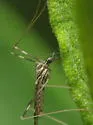 Erioptera distincta - photo 2