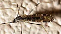 Erioptera distincta - photo 3