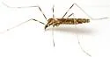Erioptera distincta - photo 4