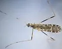 Erioptera distincta - photo 5